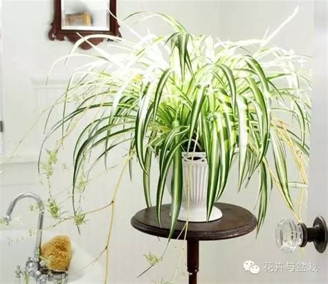 房間養植物|Top 10 室內植物推薦！用觀葉植物盆栽，輕鬆綠化居家佈置